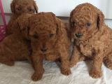 Orjinal Toy Poodle Yavrular