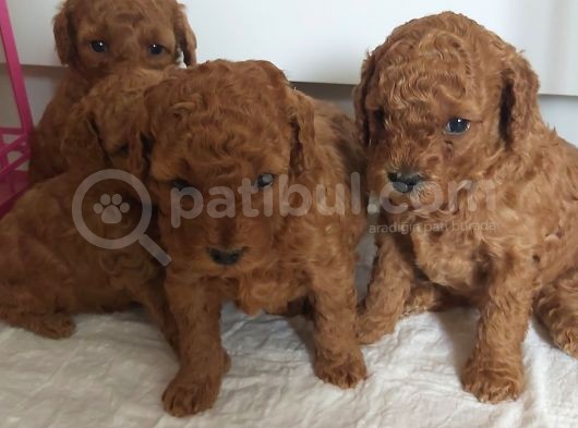 Orjinal Toy Poodle Yavrular görsel