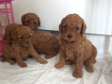 Orjinal Toy Poodle Yavrular