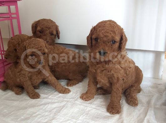 Orjinal Toy Poodle Yavrular görsel