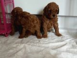 Orjinal Toy Poodle Yavrular