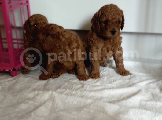 Orjinal Toy Poodle Yavrular görsel