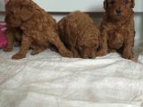 Orjinal Toy Poodle Yavrular