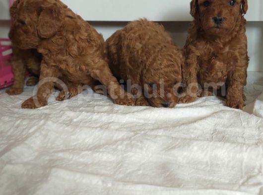 Orjinal Toy Poodle Yavrular görsel