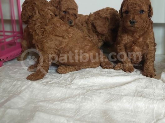 Orjinal Toy Poodle Yavrular