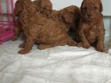 Orjinal toy poodle yavrular