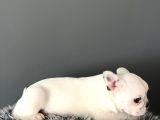 Mükemmel French Bulldog Yavrularımız 
