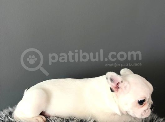 Mükemmel French Bulldog Yavrularımız  görsel