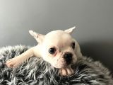 Mükemmel French Bulldog Yavrularımız 