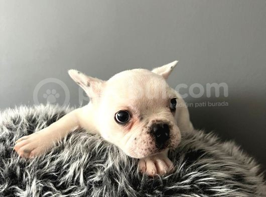 Mükemmel French Bulldog Yavrularımız  görsel