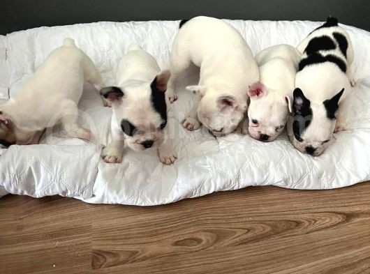 Mükemmel French Bulldog Yavrularımız  görsel