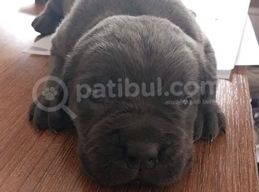 Blue Ve Siyah Yavrular görsel