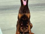 İstanbul Yeni̇ Doğacak Safkan Doberman Yavrulari