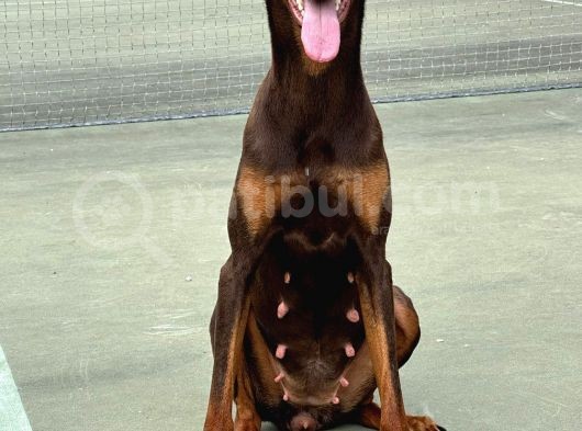 İstanbul Yeni̇ Doğacak Safkan Doberman Yavrulari görsel