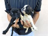 Micro Boy French Bulldog