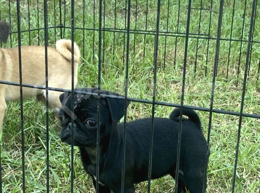 Maskot Pug Mobs Yavrular görsel