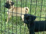 Maskot Pug Mobs Yavrular