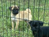 Maskot Pug mobs yavrular