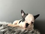 Mükemmel French Bulldog Yavrularımız 