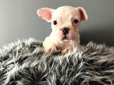 Mükemmel French Bulldog Yavrularımız 