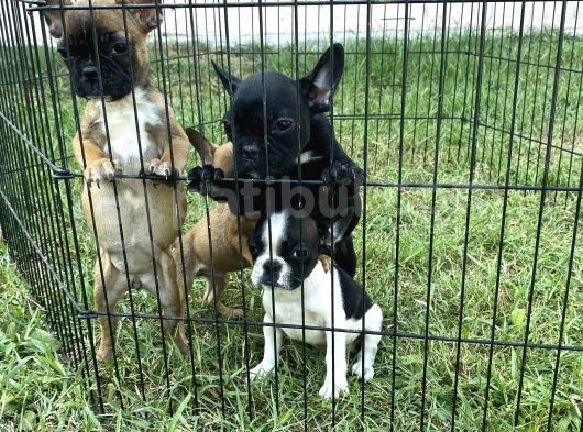 Micro Boy French Bulldog