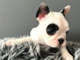 Mükemmel French Bulldog Yavrularımız 