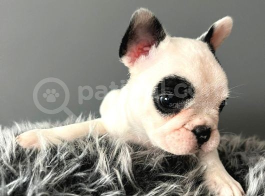 Mükemmel French Bulldog Yavrularımız 