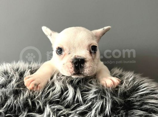 Mükemmel French Bulldog Yavrularımız  görsel