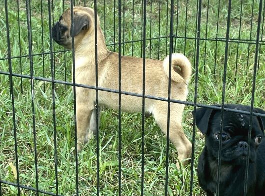 Maskot Pug Mobs Yavrular görsel