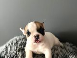 Mükemmel French Bulldog Yavrularımız 
