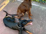 İstanbul Yeni̇ Doğacak Safkan Doberman Yavrulari