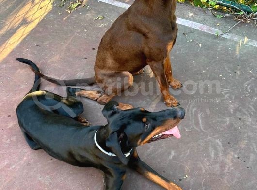 İstanbul Yeni̇ Doğacak Safkan Doberman Yavrulari görsel