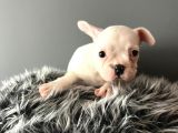 Mükemmel French Bulldog Yavrularımız 