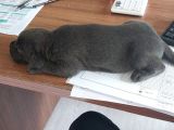 Blue Ve Siyah Yavrular