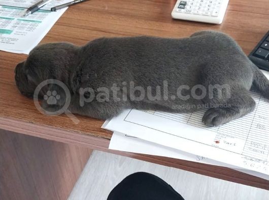 Blue Ve Siyah Yavrular görsel