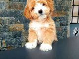 MALTİPO CİNSİ 