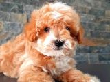 MALTİPO CİNSİ 