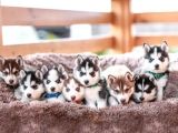A KALİTE HUSKY YAVRULAR