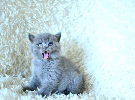 Show Kalite Gri British Shorthair görsel