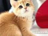 A Kalite Bri̇ti̇sh Shorthai̇r Golden  Yavrular