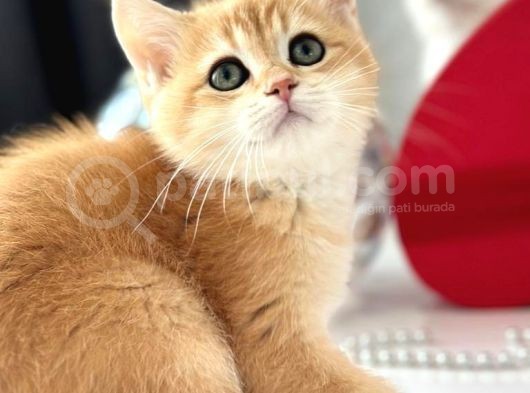 A Kalite Bri̇ti̇sh Shorthai̇r Golden  Yavrular görsel