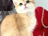 A Kalite Bri̇ti̇sh Shorthai̇r Golden  Yavrular