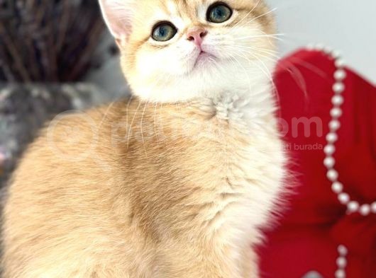 A Kalite Bri̇ti̇sh Shorthai̇r Golden  Yavrular görsel