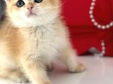 A Kalite Bri̇ti̇sh Shorthai̇r Golden  Yavrular