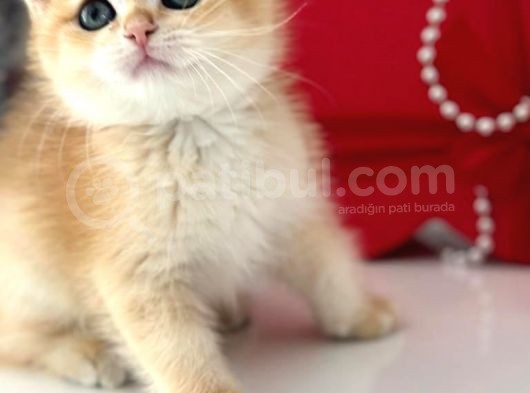 A Kalite Bri̇ti̇sh Shorthai̇r Golden  Yavrular görsel