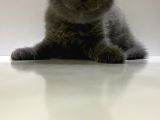Scottish Fold Yavru Kedi
