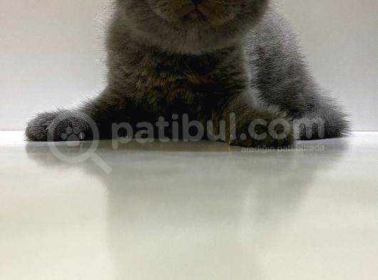 Scottish Fold Yavru Kedi görsel