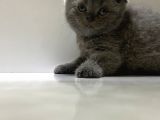 Scottish Fold Yavru kedi