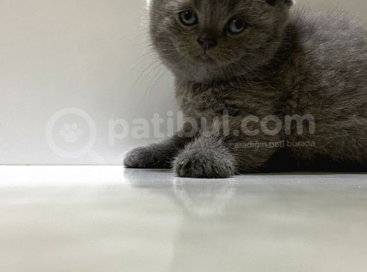 Scottish Fold Yavru Kedi