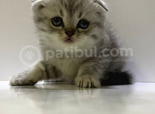Scottish Fold Yavru Kedi görsel